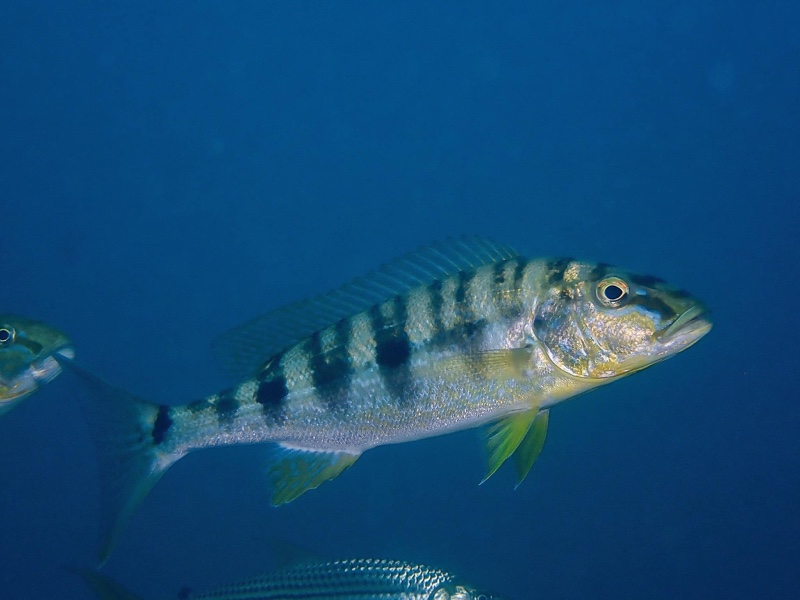 Boulengerochromis microlepis 'Kalambo Lodge'